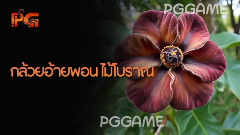 กล้วยอ้ายพอน ไม้โบราณ