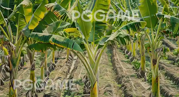 กล้วยอ้ายพอน ไม้โบราณ