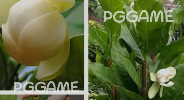 ความเชื่อ ดอกยี่หุบ