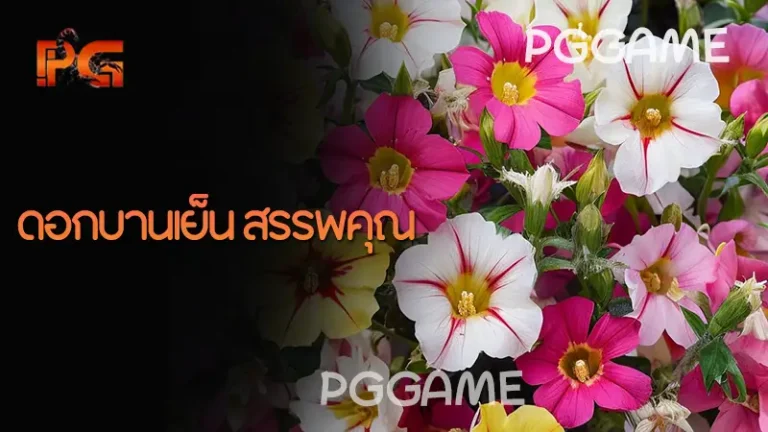 ดอกบานเย็น สรรพคุณ