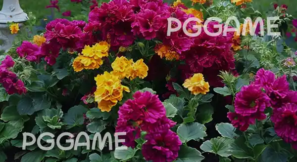 ดอกบานเย็น สรรพคุณ