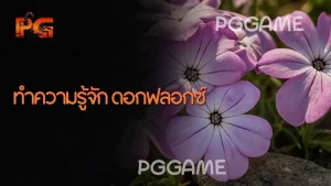 ทำความรู้จัก ดอกฟลอกซ์