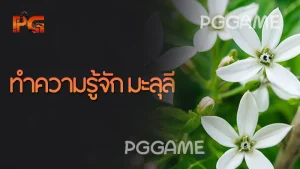 ทำความรู้จัก มะลุลี