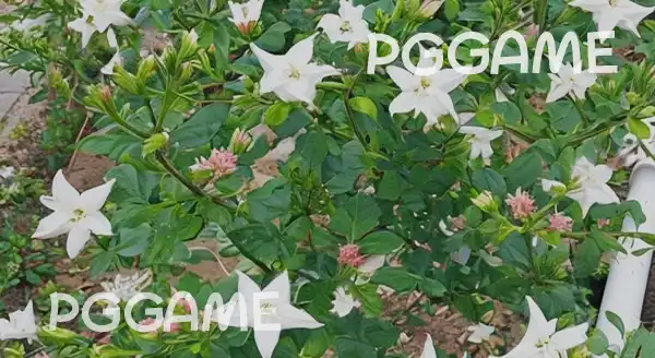 ทำความรู้จัก มะลุลี