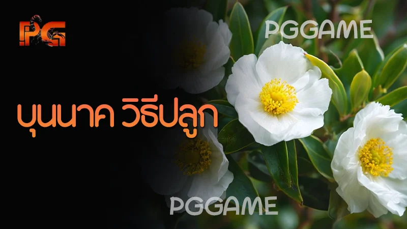 บุนนาค วิธีปลูก