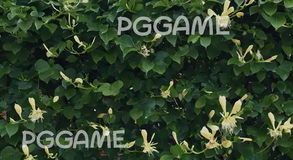 ประโยชน์ สายน้ำผึ้ง