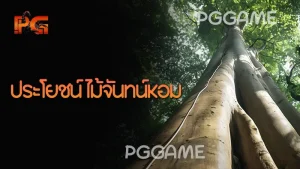 ประโยชน์ ไม้จันทน์หอม