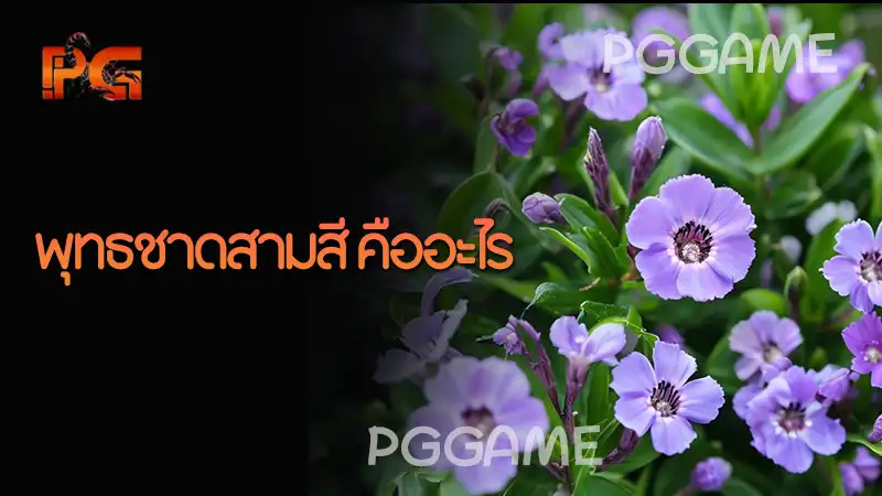 พุทธชาดสามสี คืออะไร