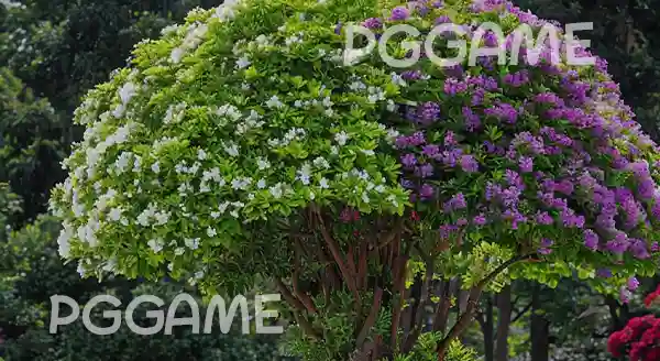 พุทธชาดสามสี คืออะไร