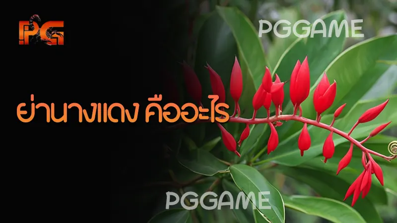 ย่านางแดง คืออะไร