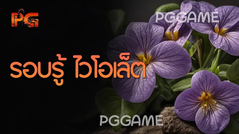 รอบรู้ ไวโอเล็ต