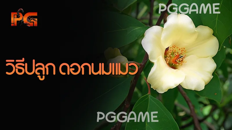 วิธีปลูก ดอกนมแมว