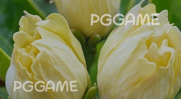 วิธีปลูก ดอกนมแมว