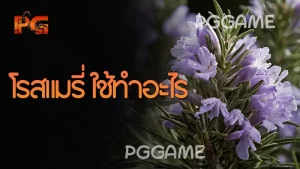 โรสแมรี่ ใช้ทำอะไร