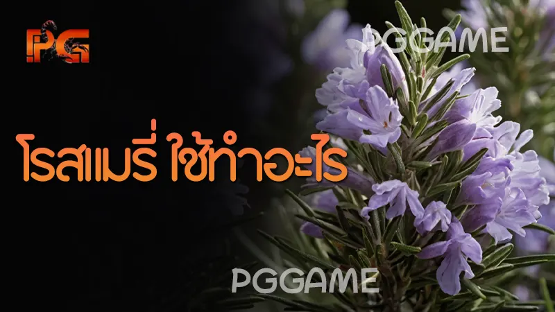 โรสแมรี่ ใช้ทำอะไร