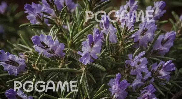 โรสแมรี่ ใช้ทำอะไร