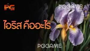 ไอริส คืออะไร