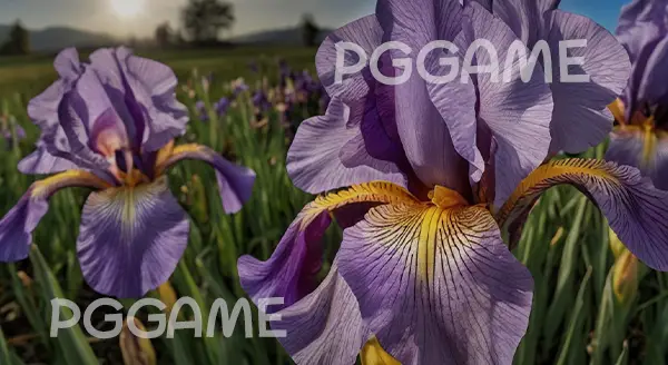 ไอริส คืออะไร