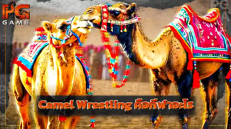 Camel Wrestling คือกีฬาอะไร