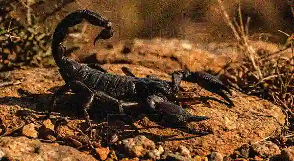 ความหมายของ แมงป่อง